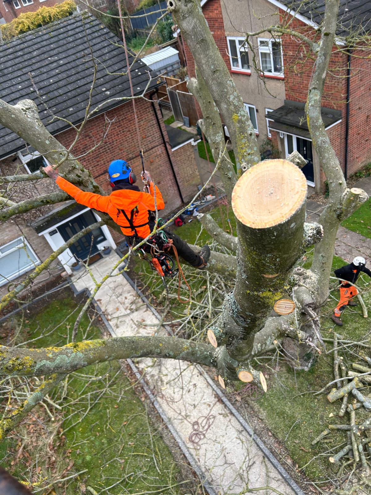TBG Treecare tree trimming and removal
