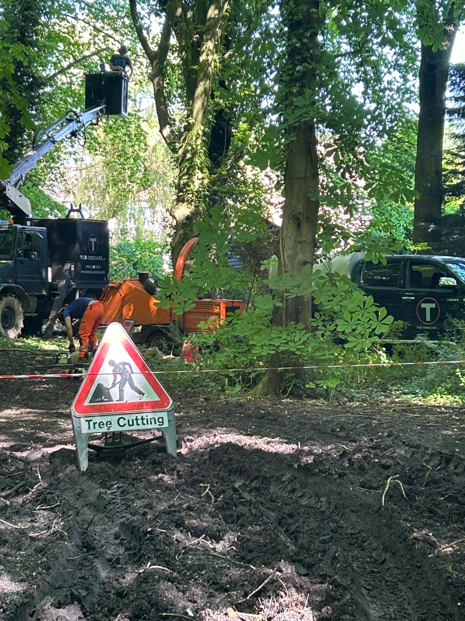 TBG Treecare tree trimming and removal